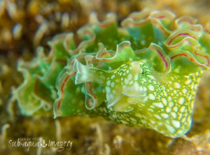 A friendly Lettuce Leaf Sea Slug - Elysia crispata
I lov... by Jan Morton 